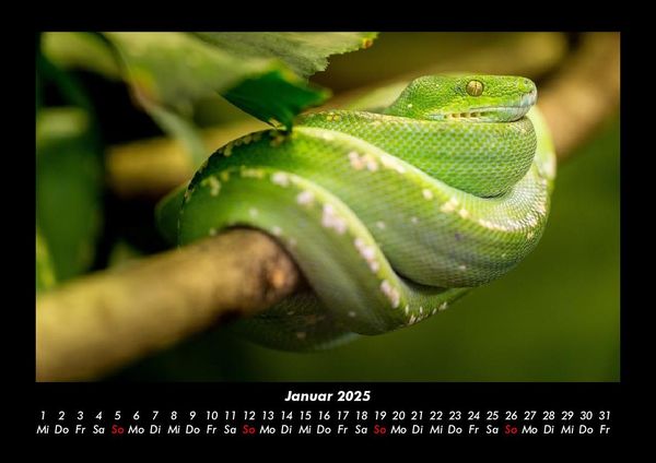 Produktbild: Welt der Tiere 2025 Fotokalender DIN A3