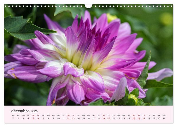 Produktbild: Les Dahlias en pleine floraison (Calendrier mural 2026 DIN A3 vertical), CALVENDO calendrier mensuel