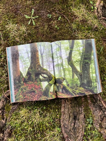 Produktbild: The Woods