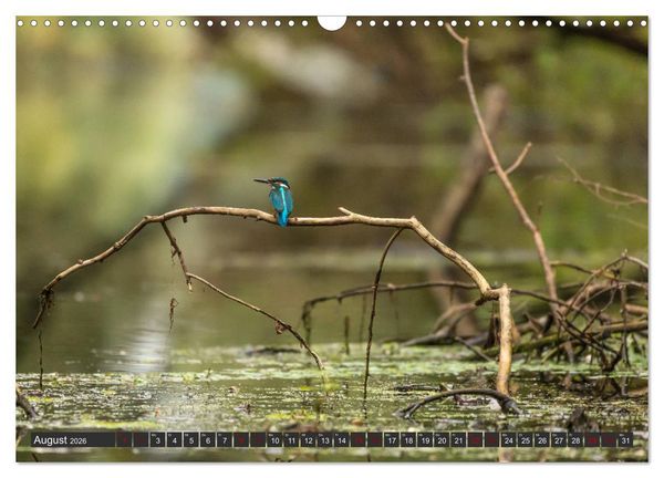 Produktbild: Das Paradies Donaudelta (Wandkalender 2026 DIN A3 quer), CALVENDO Monatskalender