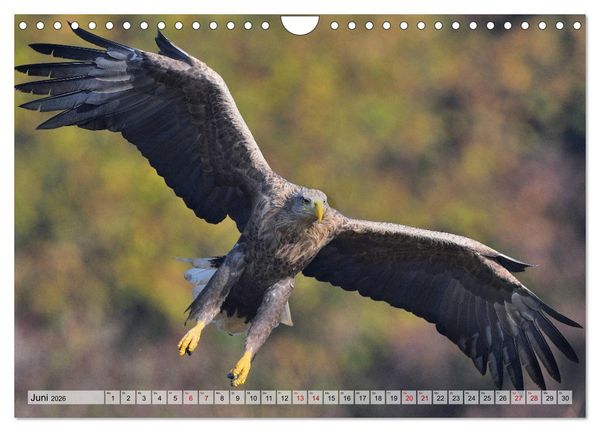 Produktbild: Majest&auml;tische Seeadler (Wandkalender 2026 DIN A4 quer), CALVENDO Monatskalender