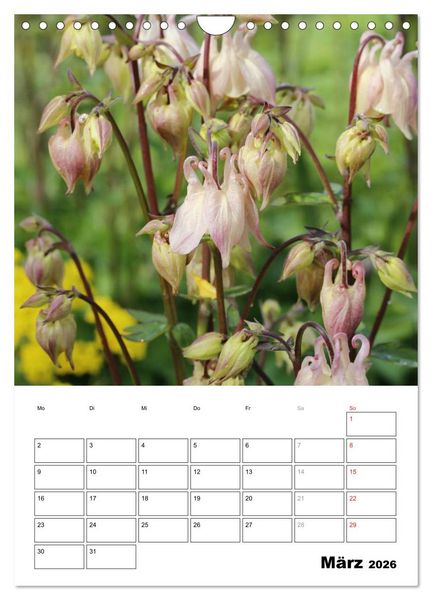 Produktbild: Zauberhafte Akeleien (Wandkalender 2026 DIN A4 hoch), CALVENDO Monatskalender