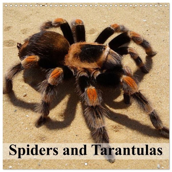 Produktbild: Spiders and Tarantulas (Wall Calendar 2026 12 &times; 12 Inch) CALVENDO 12 Month Wall Calendar