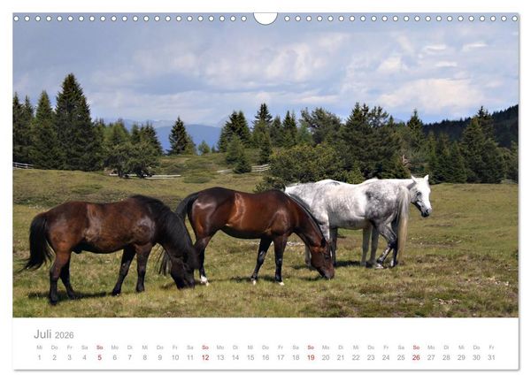 Produktbild: Pferde - Hobby und Leidenschaft (Wandkalender 2026 DIN A3 quer), CALVENDO Monatskalender