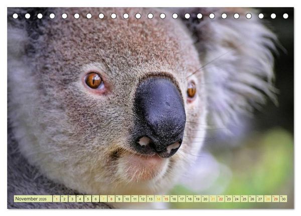 Produktbild: Koala - kleiner Teddy (Tischkalender 2026 DIN A5 quer), CALVENDO Monatskalender