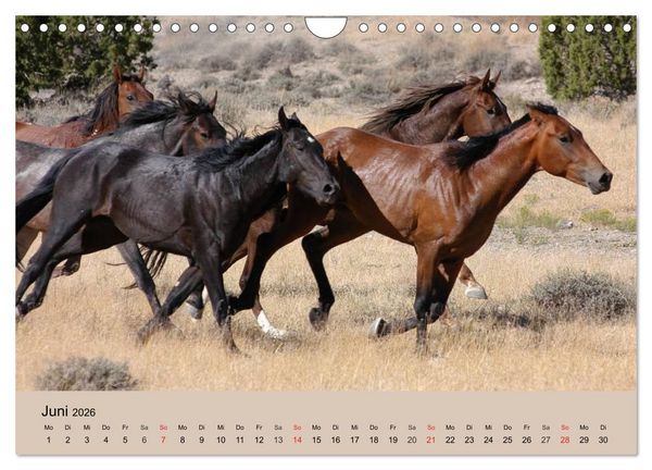 Produktbild: Wildpferde. Frei wie der Wind (Wandkalender 2026 DIN A4 quer), CALVENDO Monatskalender