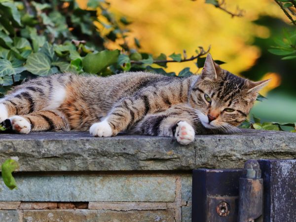 Produktbild: CALVENDO Puzzle Ruhende Katze 1000 Teile Lege-Gr&ouml;&szlig;e 64 x 48 cm Foto-Puzzle Bild von Sabine L&ouml;wer