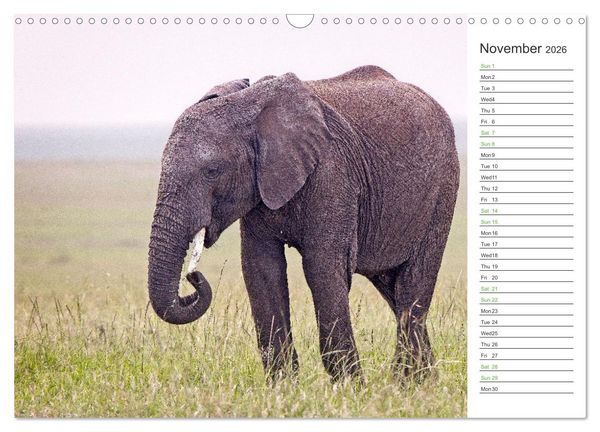 Produktbild: Kenya - its Wildlife (Wall Calendar 2026 DIN A3 landscape), CALVENDO 12 Month Wall Calendar
