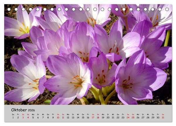 Produktbild: Blumen &uuml;berall, zur Freude Menschen (Tischkalender 2026 DIN A5 quer), CALVENDO Monatskalender