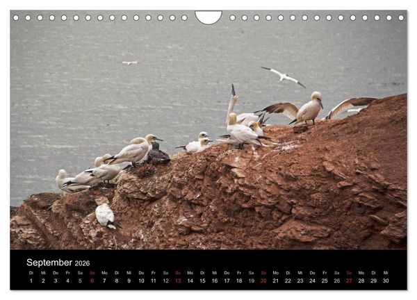 Produktbild: Helgoland - idyllische Nordseeinsel (Wandkalender 2026 DIN A4 quer), CALVENDO Monatskalender