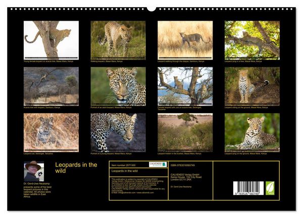 Produktbild: Leopards in the wild (High Quality Premium Wall Calendar 2026 DIN A2 landscape),CALVENDO 12 Month Wall Calendar