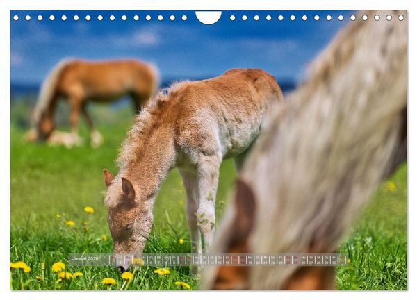 Produktbild: Haflinger Pferde in Th&uuml;ringen (Wandkalender 2026 DIN A4 quer), CALVENDO Monatskalender