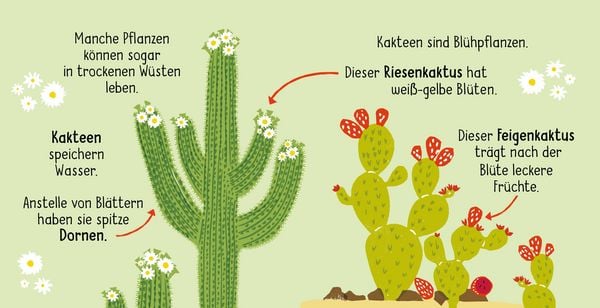 Produktbild: 50 W&ouml;rter &uuml;ber die Natur - Pflanzen