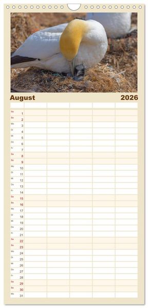 Produktbild: Familienplaner 2026 - Basst&ouml;lpel - Helgolands faszinierende V&ouml;gel mit 5 Spalten (Wandkalender, 21 x 45 cm) CALVENDO