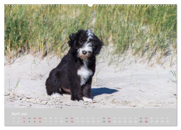 Produktbild: BEARDED COLLIES 2026 (hochwertiger Premium Wandkalender 2026 DIN A2 quer), Kunstdruck in Hochglanz