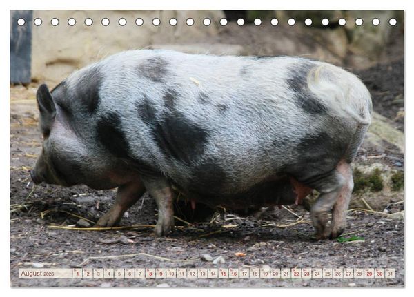 Produktbild: Tierische Schweinerei (Tischkalender 2026 DIN A5 quer), CALVENDO Monatskalender