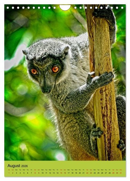 Produktbild: Adorable lemurs (Wall Calendar 2026 DIN A4 portrait), CALVENDO 12 Month Wall Calendar