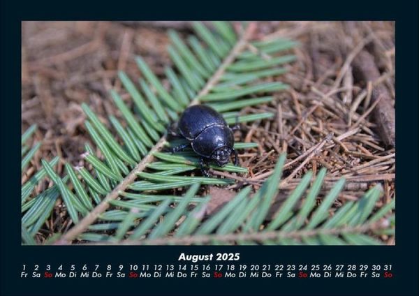 Produktbild: K&auml;fer 2025 Fotokalender DIN A4
