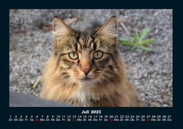 Produktbild: Tierkalender 2025 Fotokalender DIN A4