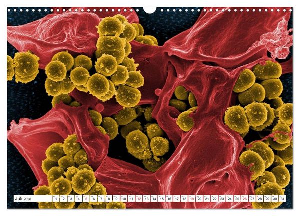 Produktbild: Mikrobiologie. Mikroorganismen, Genetik und Zellen (Wandkalender 2026 DIN A3 quer), CALVENDO Monatskalender