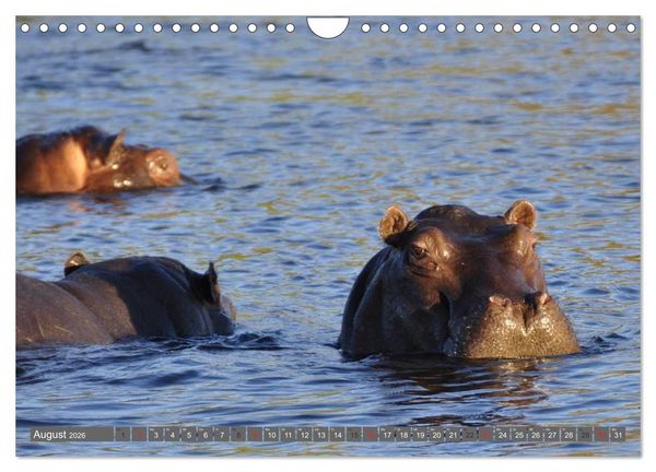 Produktbild: Nash&ouml;rner & Flusspferde (Wandkalender 2026 DIN A4 quer), CALVENDO Monatskalender