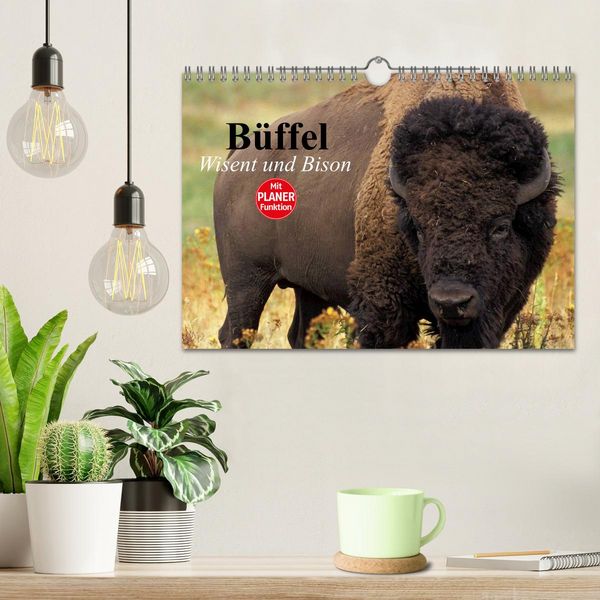 Produktbild: B&uuml;ffel. Wisent und Bison (Wandkalender 2026 DIN A4 quer), CALVENDO Monatskalender