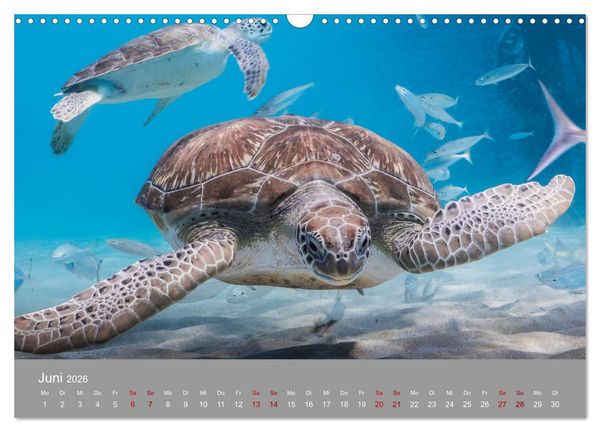 Produktbild: Karibische Meeresschildkr&ouml;ten (Wandkalender 2026 DIN A3 quer), CALVENDO Monatskalender