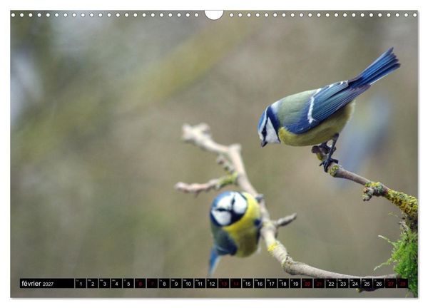Produktbild: M&eacute;sanges bleues (Calendrier mural 2027 DIN A3 vertical), CALVENDO calendrier mensuel