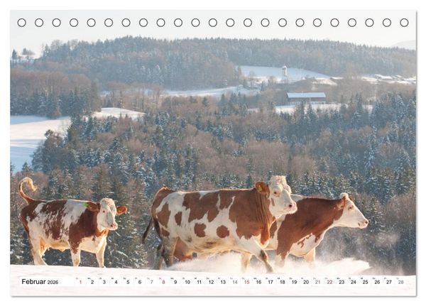 Produktbild: Alpenfleckvieh (Tischkalender 2026 DIN A5 quer), CALVENDO Monatskalender