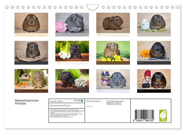 Produktbild: Meerschweinchen Portraits (Wandkalender 2026 DIN A4 quer), CALVENDO Monatskalender