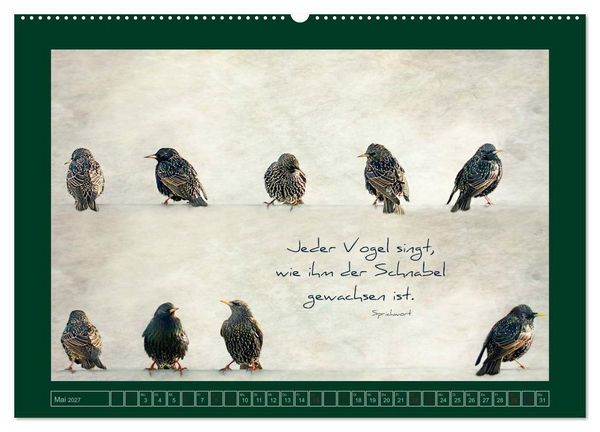 Produktbild: Stare und Weisheiten (Wandkalender 2027 DIN A2 quer), CALVENDO Monatskalender