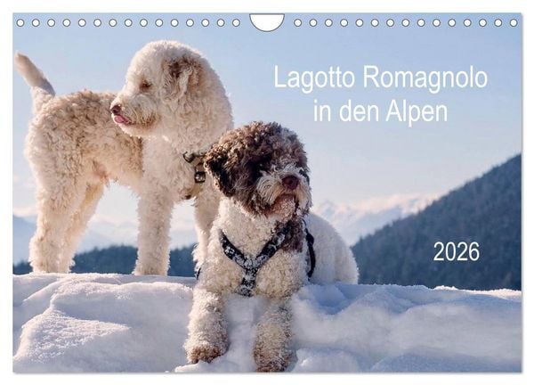 Lagotto Romagnolo in den Alpen 2026 (Wandkalender 2026 DIN A4 quer), CALVENDO Monatskalender