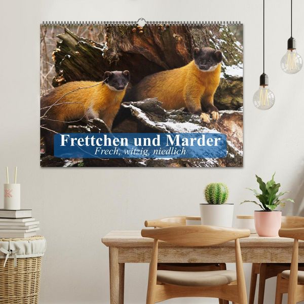 Produktbild: Frettchen und Marder. Frech, witzig, niedlich (Wandkalender 2026 DIN A2 quer), CALVENDO Monatskalender