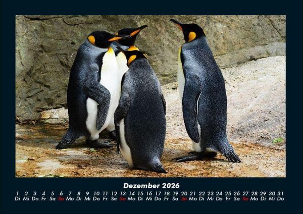 Produktbild: Pinguine & Eisb&auml;ren 2026 Fotokalender DIN A4