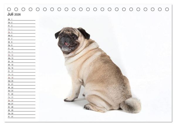 Produktbild: Mops - unwiderstehlich und charmant (Tischkalender 2026 DIN A5 quer), CALVENDO Monatskalender
