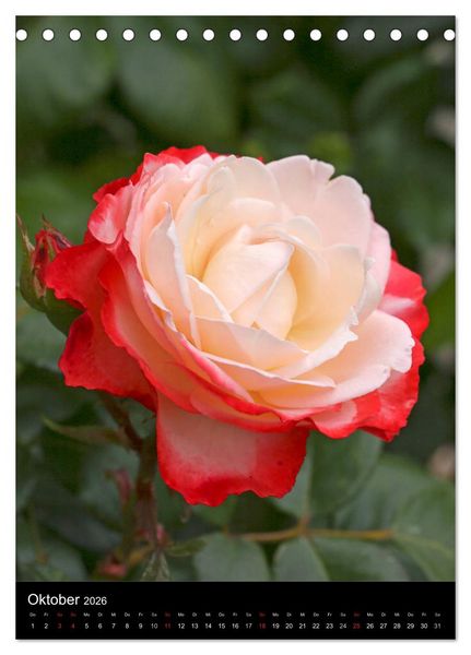 Produktbild: Zauberhafte Rosen (Tischkalender 2026 DIN A5 hoch), CALVENDO Monatskalender
