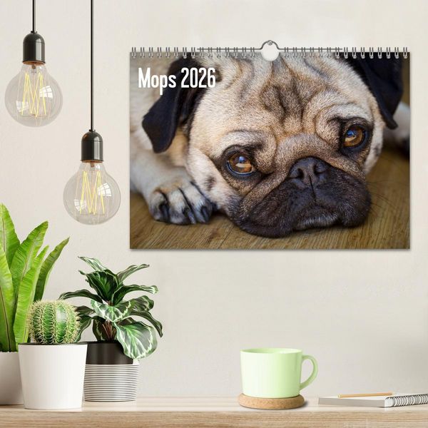 Produktbild: Mops 2026 (Wandkalender 2026 DIN A4 quer), CALVENDO Monatskalender