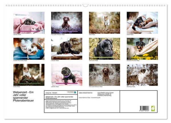 Produktbild: Welpenzeit - Ein Jahr voller spannender Pfotenabenteuer (Wandkalender 2026 DIN A2 quer), CALVENDO Monatskalender