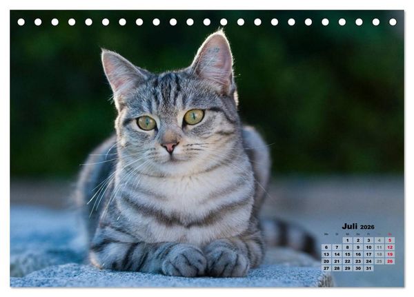 Produktbild: Katzen im Gr&uuml;nen (Tischkalender 2026 DIN A5 quer), CALVENDO Monatskalender