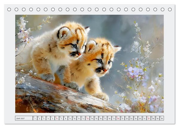 Produktbild: Pumababys. Verspielte Bergl&ouml;wenkinder in der Natur (Tischkalender 2027 DIN A5 quer), CALVENDO Monatskalender