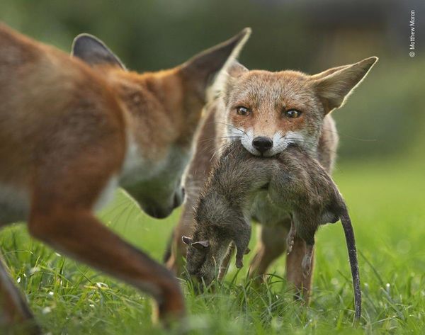 Produktbild: Wildlife Fotografien des Jahres &ndash; Portfolio 30