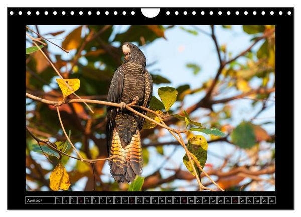 Produktbild: V&ouml;gel von "Down Under" Australien (Wandkalender 2027 DIN A4 quer), CALVENDO Monatskalender