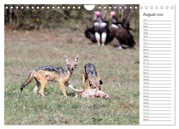 Produktbild: Kenya - its Wildlife (Wall Calendar 2026 DIN A4 landscape), CALVENDO 12 Month Wall Calendar