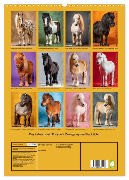 Produktbild: Das Leben ist ein Ponyhof - Zwergponys im Studiolicht (hochwertiger Premium Wandkalender 2026 DIN A2 hoch), Kunstdruck in Hochglanz