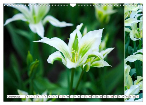 Produktbild: Tulpen - kunterbunte Collagen (Wandkalender 2026 DIN A3 quer), CALVENDO Monatskalender