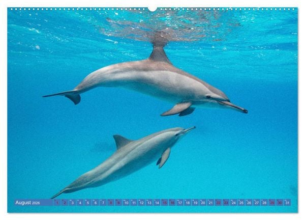 Produktbild: Tauchen, Fische und Meer (Wandkalender 2026 DIN A2 quer), CALVENDO Monatskalender