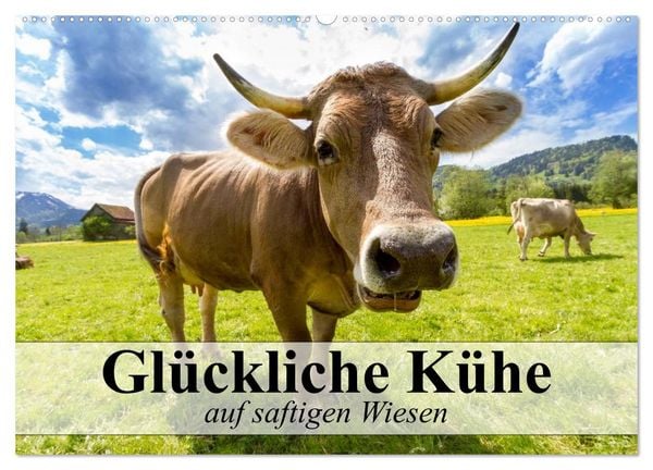 Produktbild: Gl&uuml;ckliche K&uuml;he auf saftigen Wiesen (Wandkalender 2026 DIN A2 quer), CALVENDO Monatskalender
