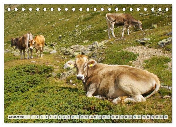 Produktbild: K&uuml;he im Einklang mit der Natur (Tischkalender 2026 DIN A5 quer), CALVENDO Monatskalender