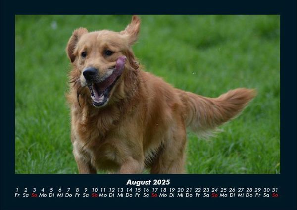 Produktbild: Hunde 2025 Fotokalender DIN A4