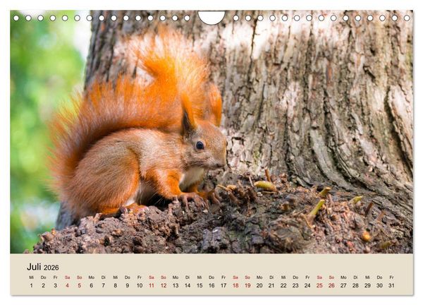 Produktbild: Eichh&ouml;rnchen in Berlin (Wandkalender 2026 DIN A4 quer), CALVENDO Monatskalender